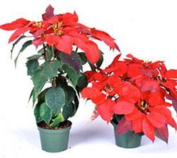 Twee poinsettia's in potten met rode schutbladen op een witte achtergrond.