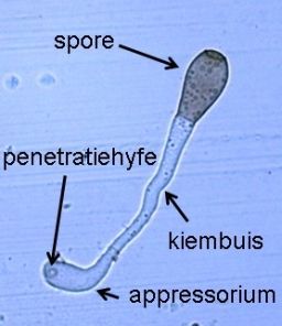 Gelabeld diagram van een schimmelspore die ontkiemt tot een kiembuis en appressorium.
