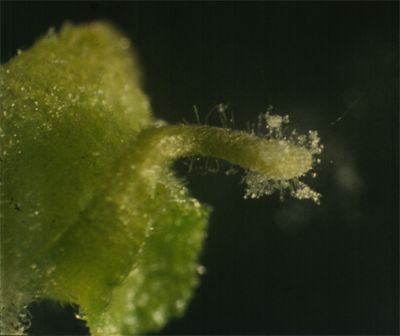 Close-up van een groene bloemknop met een bleke, pluizige meeldraad tegen een donkere achtergrond.