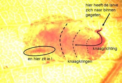 Gedetailleerde foto van een gele insectenbeet met Nederlandse labels die een wond en sporen van een larve aanwijzen.