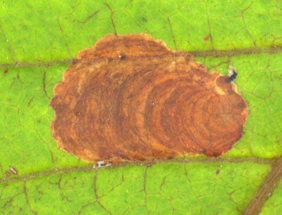 Bruine mot rustend op een felgroen blad met zichtbare spiraalvormige vleugelpatronen