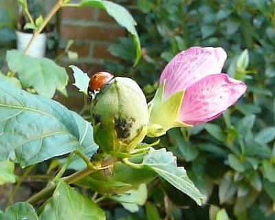 Een lieveheersbeestje op een groene hibiscusknop met roze bloemblaadjes in een tuin.