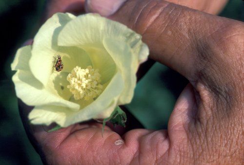 Een hand die voorzichtig een lichtgele bloem vasthoudt met een bij erin.