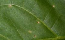 Close-up van een groen blad met verschillende kleine bleke vlekjes en zichtbare nerven.