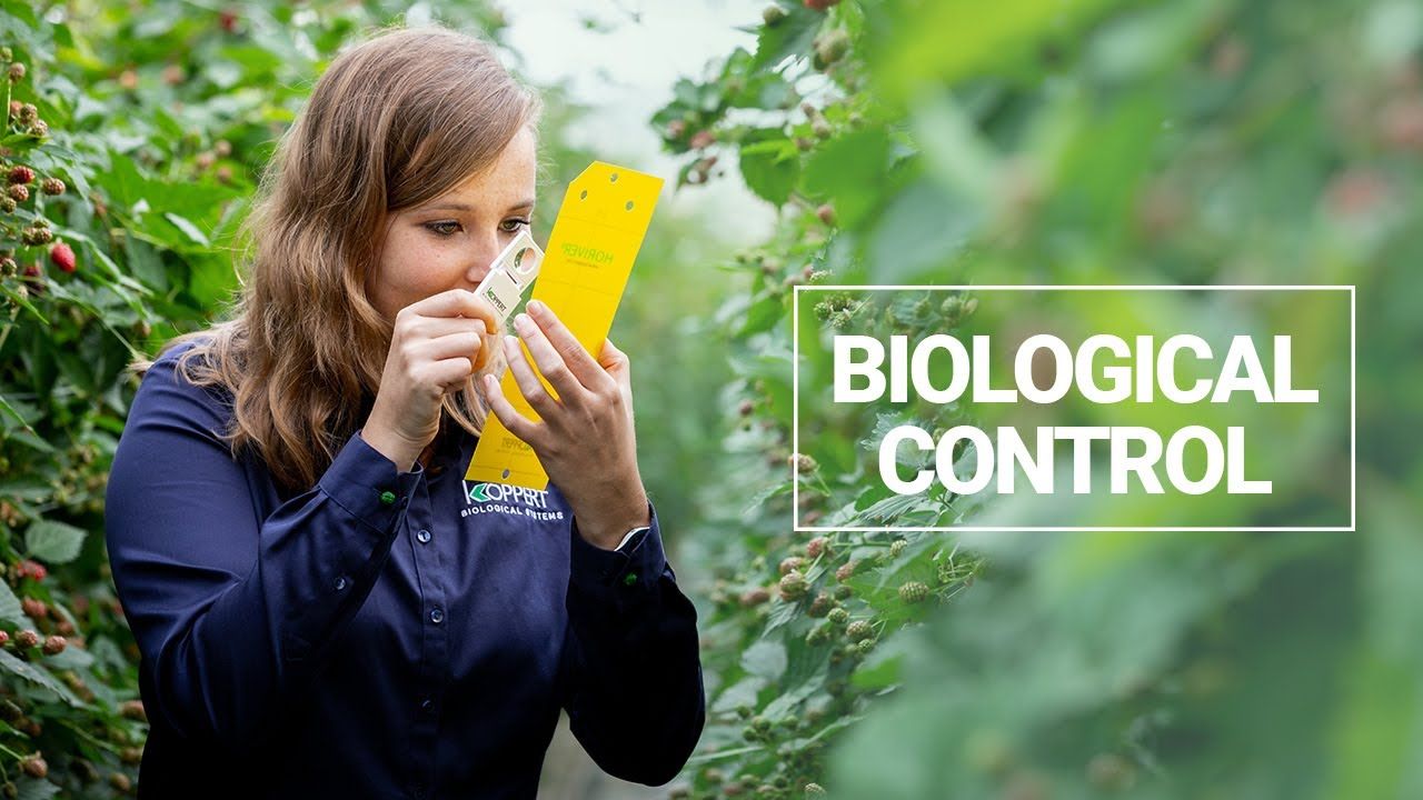 Vrouw inspecteert een gele insectenval in een kas met de tekst