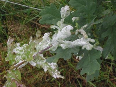 Witte poederachtige meeldauw op groene bladeren in een grasveld buiten.