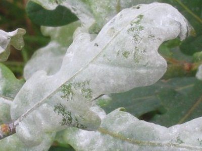 Witte poederachtige meeldauw bedekt de groene bladeren en stengels van een plant.