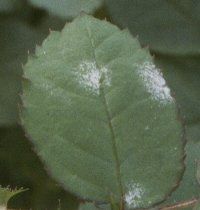 Close-up van een groen blad met witte poederachtige meeldauwvlekken.