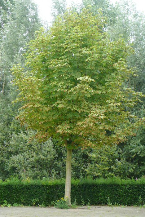Een eenzame, bladerrijke, groene boom met een bleke stam in een aangelegde tuin.