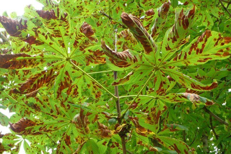 Groene bladeren met bruine vlekken op een planttak van dichtbij.