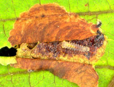 Een bruine insectenlarve in een opgevouwen blad op een heldergroen bladoppervlak.