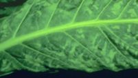 Close-up van een felgroen blad met zichtbare nerven.