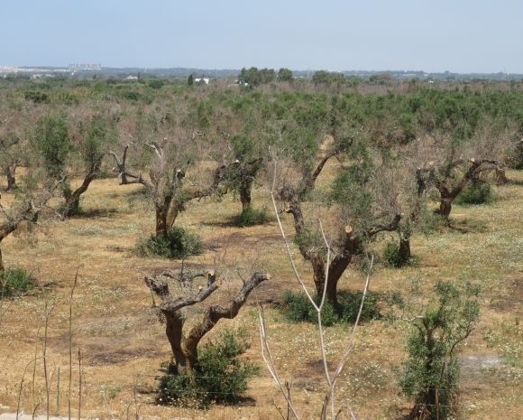 Verspreide olijfbomen in een droge boomgaard onder een heldere hemel, met rijen die zich tot in de verte uitstrekken.