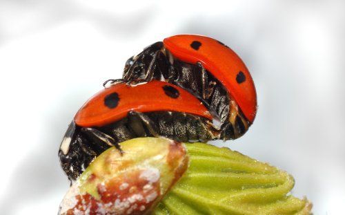 Twee rode lieveheersbeestjes op een groene plantenknop tegen een witte achtergrond.