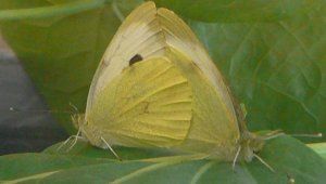 Twee gele vlinders rusten met gesloten vleugels op een groen blad.