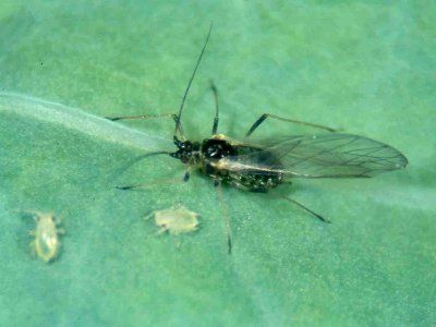 Klein zwart vliegend insect op een groene ondergrond met twee bleke insecten in de buurt.