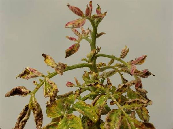 Verwelkte plant met gekrulde, bruin gevlekte groene bladeren en beschadigde nieuwe scheuten.