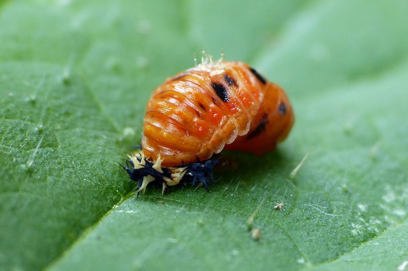 Oranje keverlarve op een groen blad