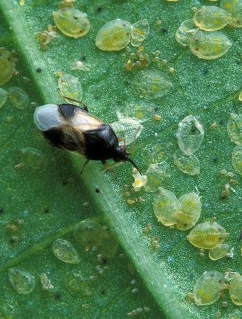 Klein zwart-wit insect op een groen blad bedekt met kleine gele eitjes of bladluizen.