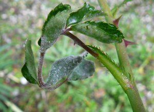 Close-up van een groene plantenstengel met gekrulde bladeren waarop witte poederachtige meeldauw te zien is.