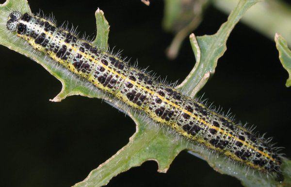 Een gestreepte rups op een groen blad, van dichtbij gezien tegen een donkere achtergrond.