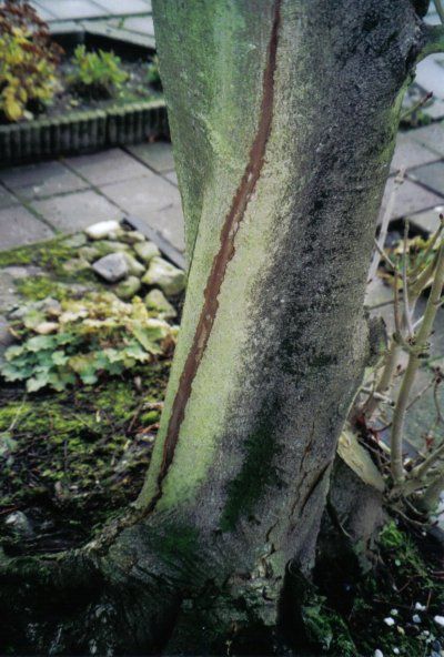 Boomstam met een lang, verticaal, roodbruin litteken in een tuin vlakbij een stenen pad.