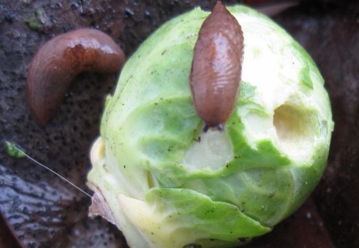 Twee bruine slakken op een groene koolkop in natte grond.