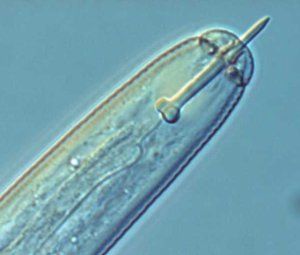 Microscopische weergave van een doorschijnende insectenkop met een lang, naaldvormig monddeel tegen een blauwe achtergrond.