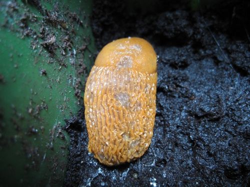 Oranje naaktslak op donkere, natte grond in de buurt van groene bladeren.