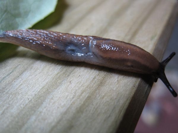 Bruine naaktslak op een houten oppervlak, uitgestrekt met zichtbare tentakels.