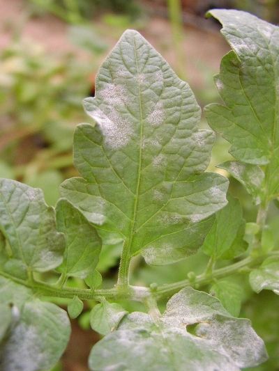 Groene plantenbladeren met witte poederachtige meeldauwvlekken buiten