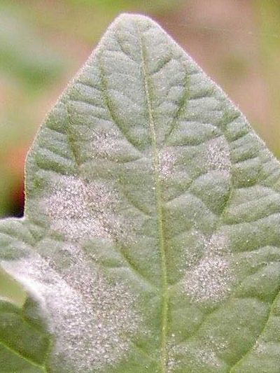 Close-up van een groen blad met witte poederachtige vlekken tegen een wazige achtergrond.