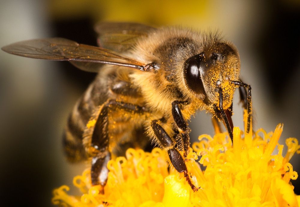 Close-up van een honingbij die nectar verzamelt uit felgele bloemen.