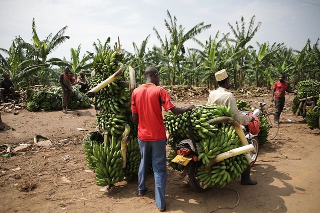 Mensen laden trossen groene bananen op een kar in een bananenveld.