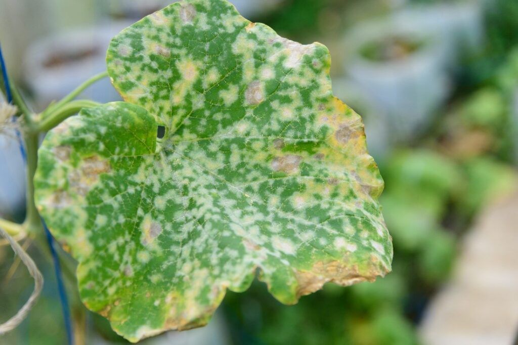 Close-up van een groen blad met lichtgele vlekken en bruine randen.