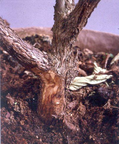 Close-up van een beschadigde plantenstengel die aan de basis gespleten is in donkere grond.
