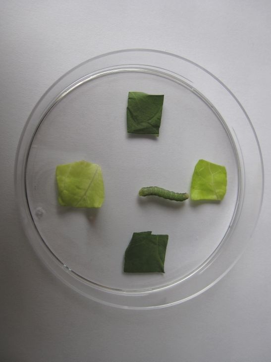 Vier groene papieren vierkantjes zijn rond een kleine groene rups op een transparant schaaltje gerangschikt.