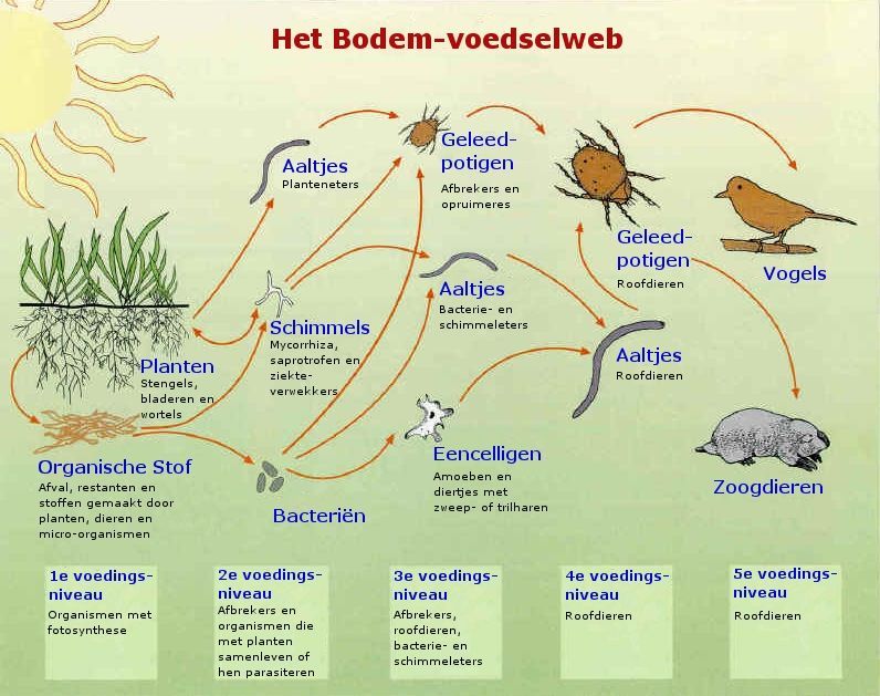 Nederlands voedselwebdiagram met planten, insecten, vogels, vossen en bacteriën, verbonden door pijlen.