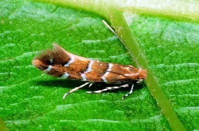 Een kleine bruin-witte mot die rust op een felgroen blad.