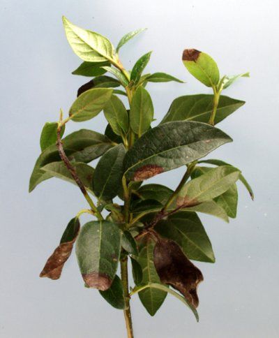 Groene, bladrijke plant met enkele bruine, verwelkte bladeren op een effen lichte achtergrond.