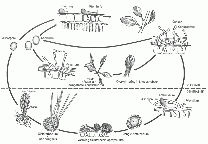 Diagram van de levenscyclus van een sprinkhaan, met de pijlen.