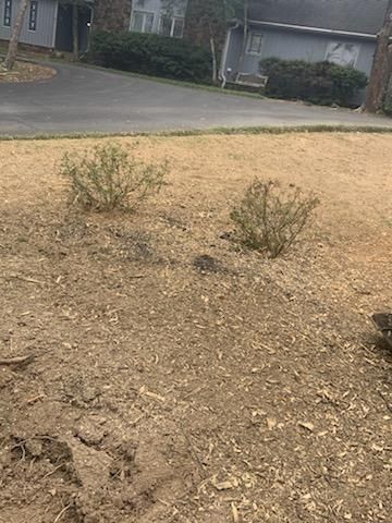 A squirrel is sitting in the dirt in front of a house.