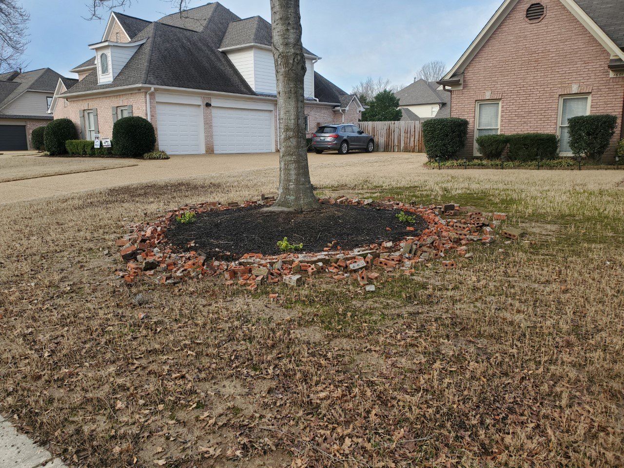 A tree surrounded by mulch and broken bricks in a residential yard with houses and a car in the background.