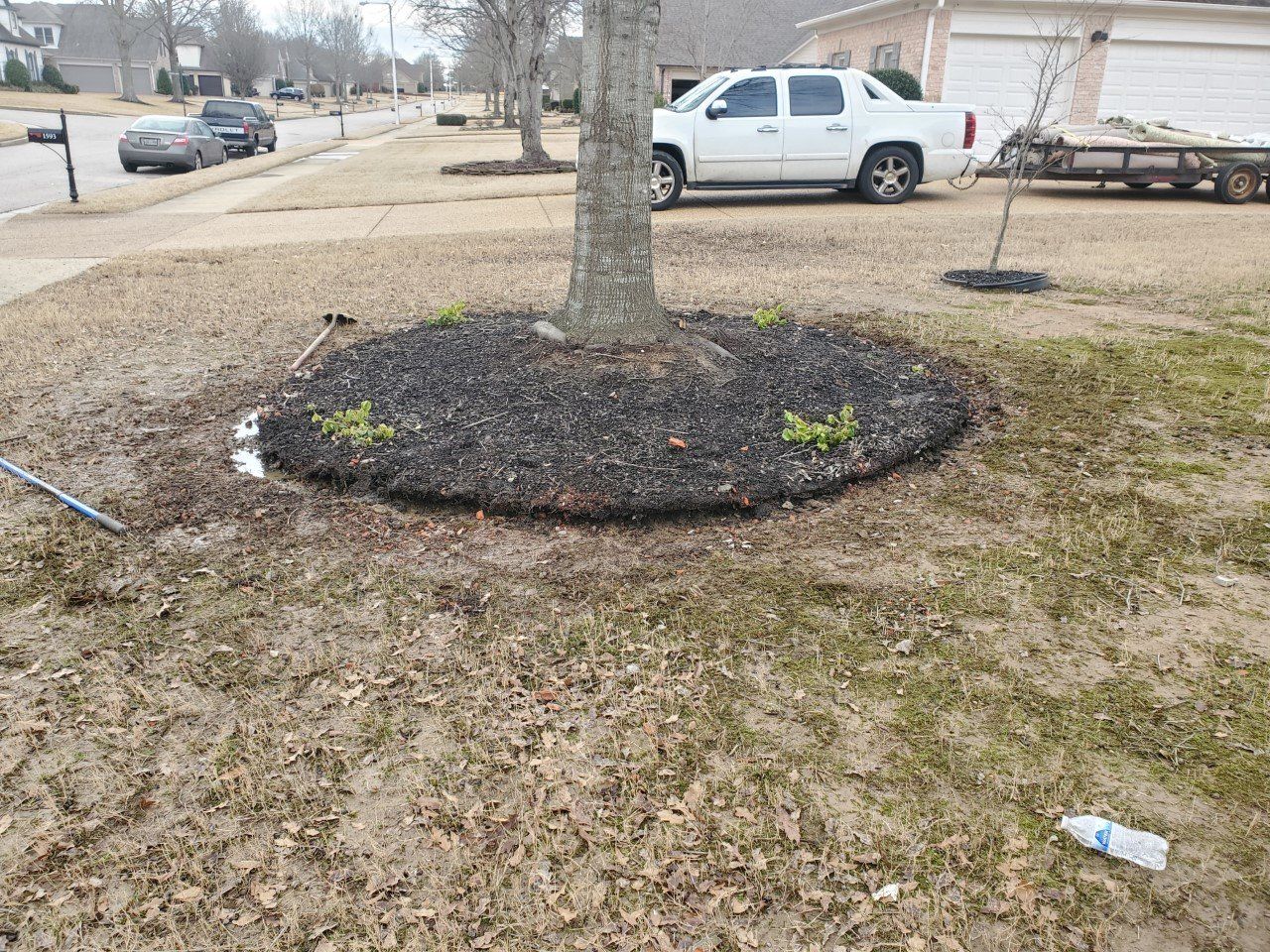 A tree surrounded by dark mulch and small plants in a grassy yard. A white truck and houses are in the background.