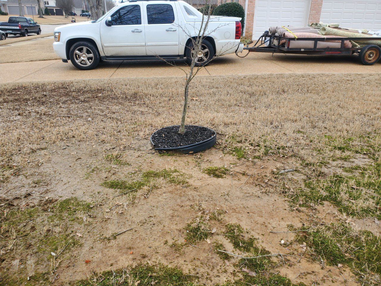 Small tree planted in mulch bed, in front of a white truck pulling a trailer on a grassy yard.