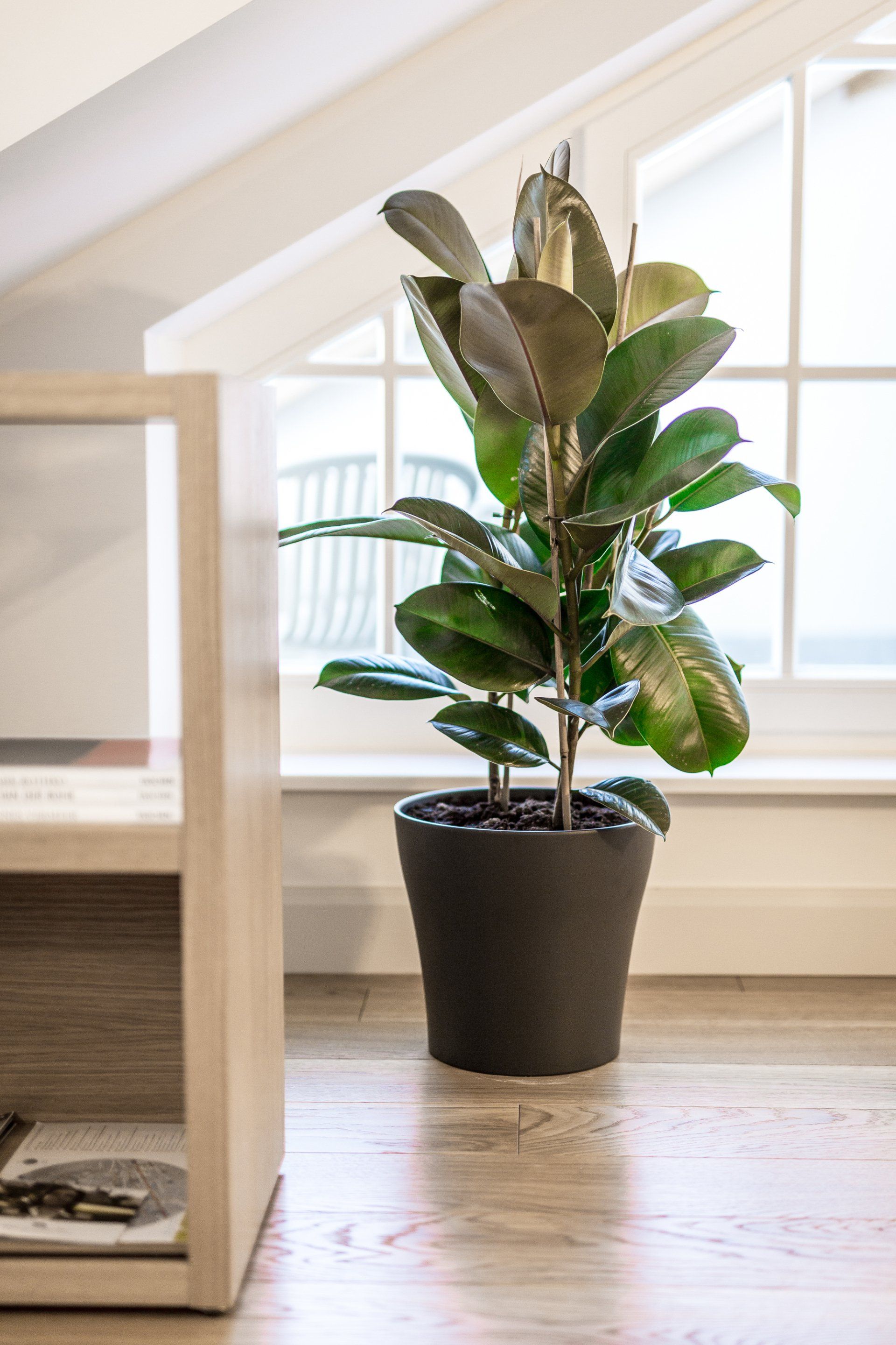 A potted plant is sitting on a wooden floor in front of a window.