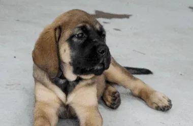Brown and black puppy lying on a light concrete floor, looking alert