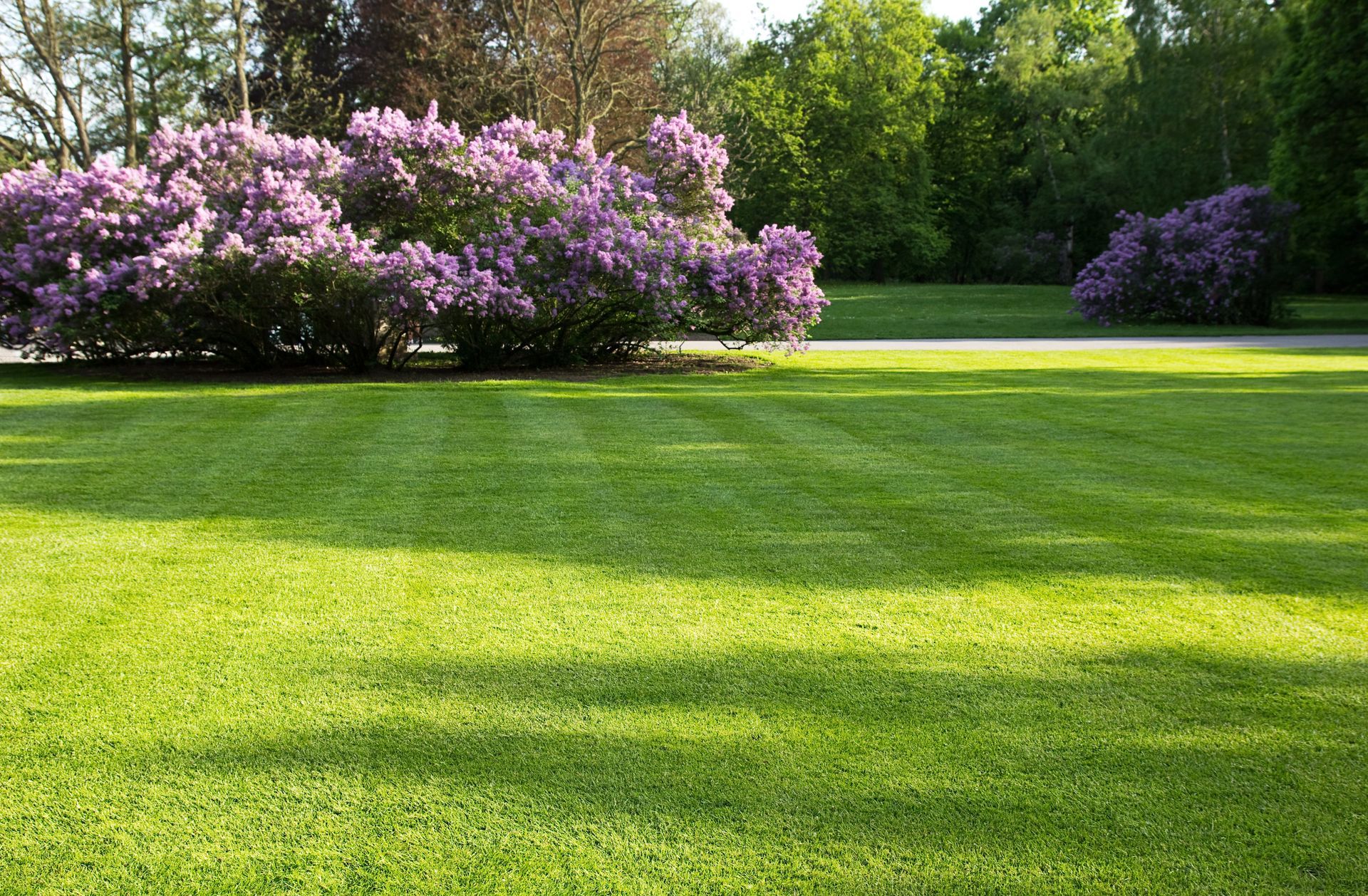 lush green lawn during spring time