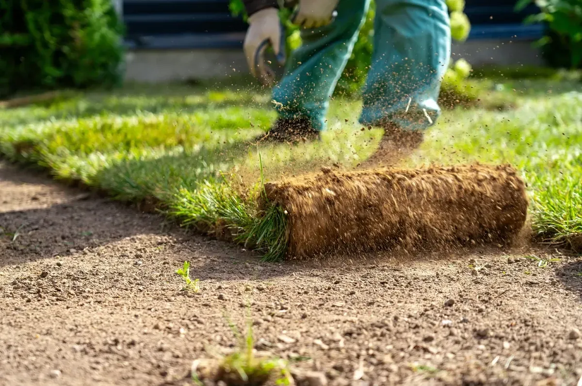 Sod Installation on Long Island: When to Do It, What It Costs & How to Keep It Healthy