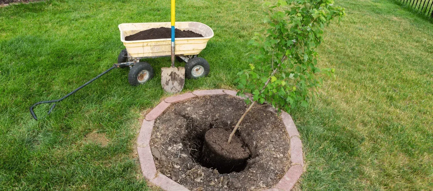 tree installation service company in massapequa ny